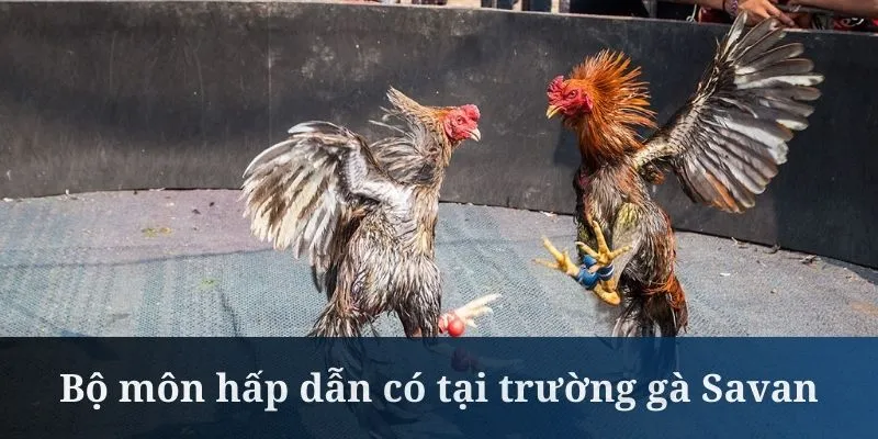 Trường gà Savan mang đến rất nhiều bộ môn hot