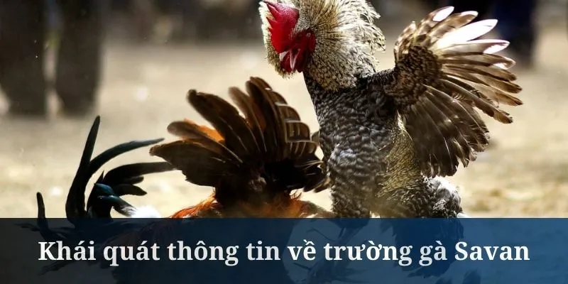 Trường gà Savan là nơi diễn ra các màn so tài kịch tính