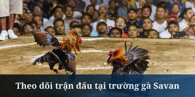 Theo dõi các trận đấu trường gà Savan tại QH88